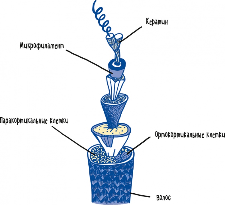 Иллюстрация к книге — Если бы наши тела могли говорить. Руководство по эксплуатации и обслуживанию человеческого тела [i_009.jpg]
