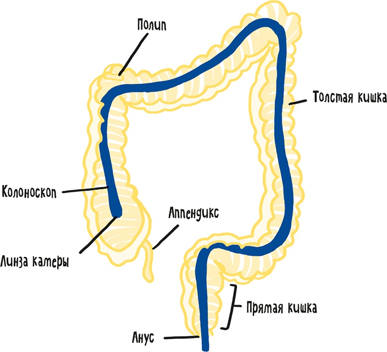 Иллюстрация к книге — Если бы наши тела могли говорить. Руководство по эксплуатации и обслуживанию человеческого тела [i_024.jpg]