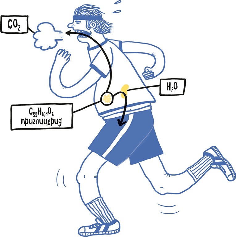 Иллюстрация к книге — Если бы наши тела могли говорить. Руководство по эксплуатации и обслуживанию человеческого тела [i_034.jpg]