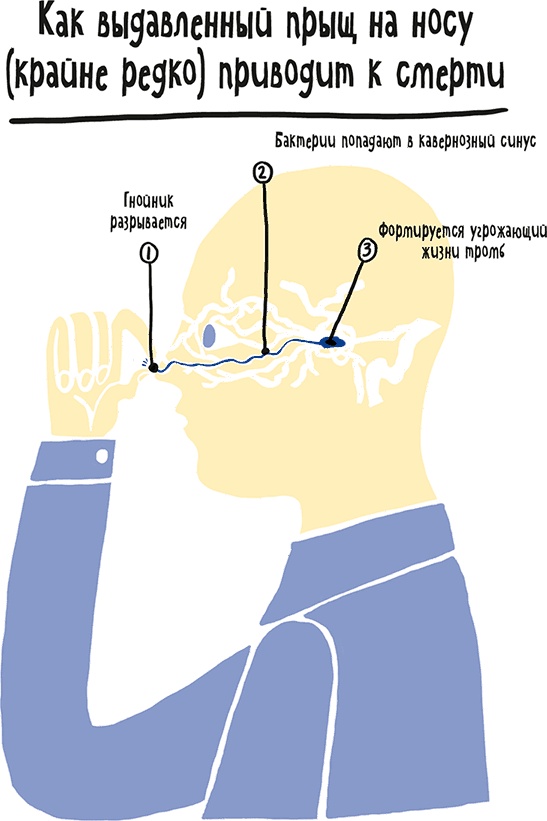 Иллюстрация к книге — Если бы наши тела могли говорить. Руководство по эксплуатации и обслуживанию человеческого тела [i_051.jpg]
