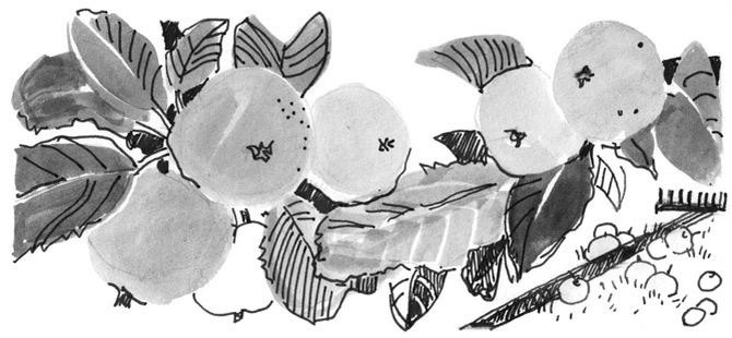 Иллюстрация к книге — Лось на диване, верветка на печи [i_013.jpg]