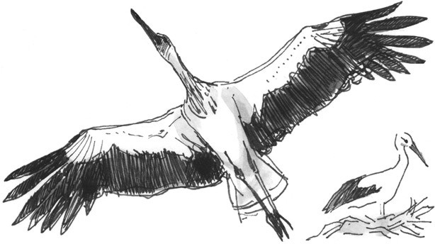 Иллюстрация к книге — Лось на диване, верветка на печи [i_014.jpg]