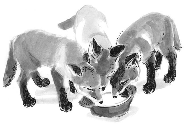 Иллюстрация к книге — Лось на диване, верветка на печи [i_061.jpg]