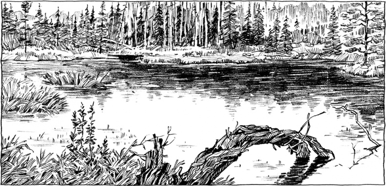 Иллюстрация к книге — Мир и война [i_041.jpg]