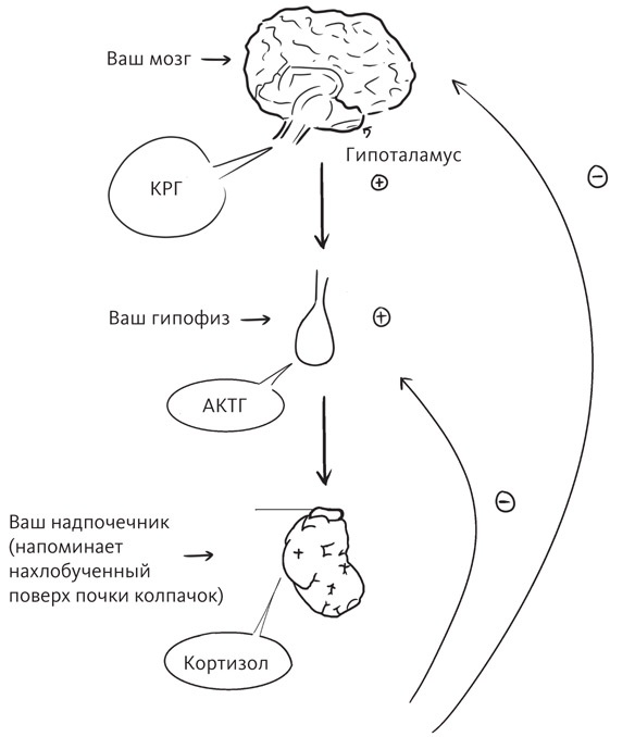 Иллюстрация к книге — Вы и ваши гормоны. Наука о женском здоровье и гормональной контрацепции [img_14.jpg]