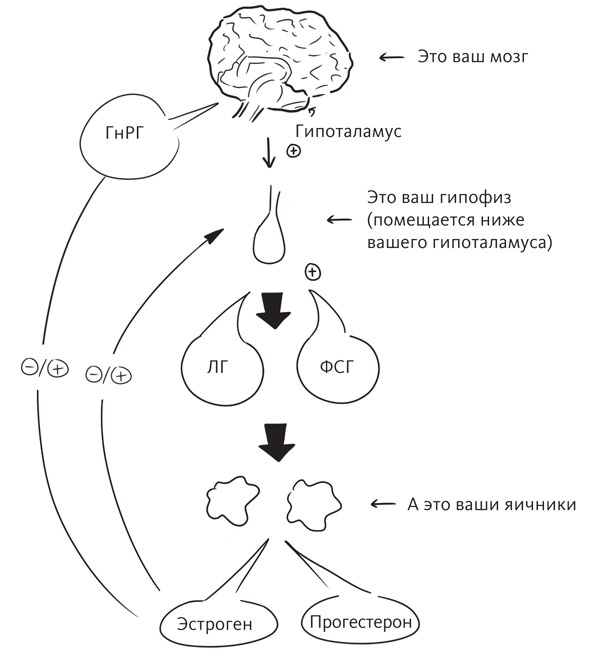 Иллюстрация к книге — Вы и ваши гормоны. Наука о женском здоровье и гормональной контрацепции [img_7.jpg]
