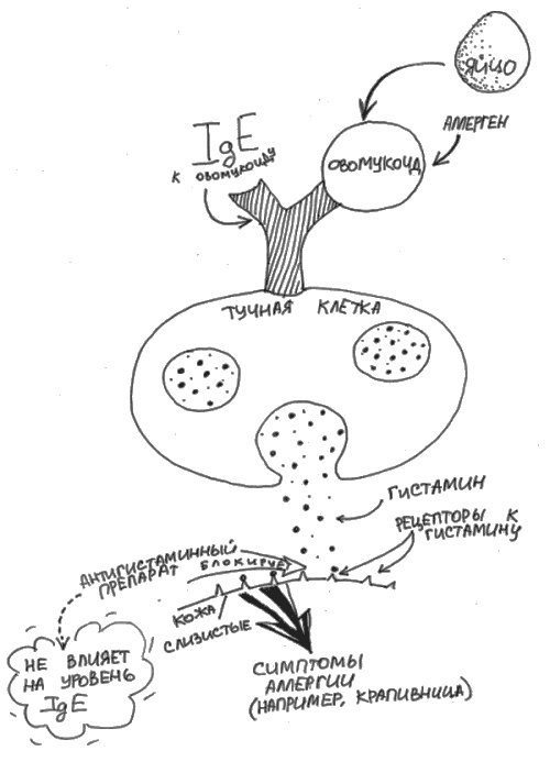 Иллюстрация к книге — Аллергия и как с ней жить. Руководство для всей семьи [i_032.jpg]