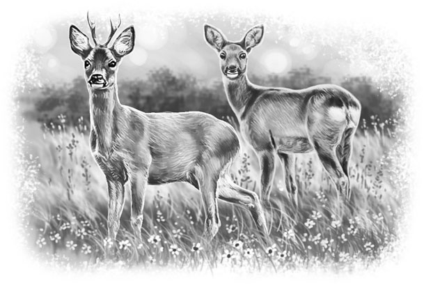 Иллюстрация к книге — Лето в Зоммербю [i_048.jpg]