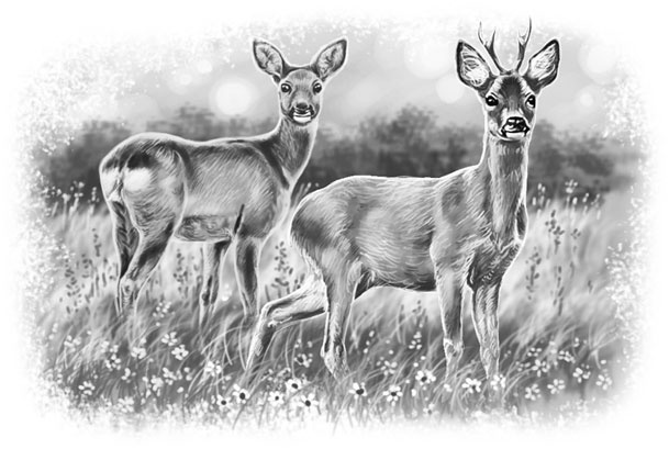 Иллюстрация к книге — Лето в Зоммербю [i_083.jpg]