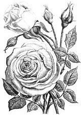 Иллюстрация к книге — Как приготовить кролика, спасти душу и найти любовника [i_031.jpg]