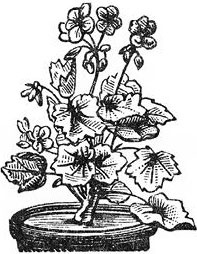 Иллюстрация к книге — Как приготовить кролика, спасти душу и найти любовника [i_036.jpg]