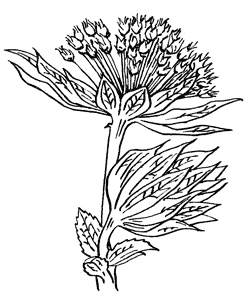 Иллюстрация к книге — Семь сестер. Сестра тени [i_003.jpg]