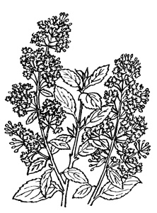 Иллюстрация к книге — Семь сестер. Сестра тени [i_004.jpg]