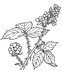 Иллюстрация к книге — Семь сестер. Сестра тени [i_005.jpg]