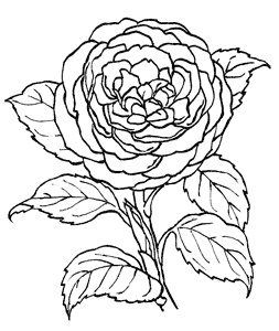 Иллюстрация к книге — Семь сестер. Сестра тени [i_007.jpg]