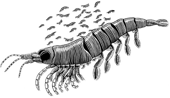 Иллюстрация к книге — Наблюдая за китами [i_003.jpg]