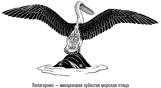 Иллюстрация к книге — Наблюдая за китами [i_013.jpg]