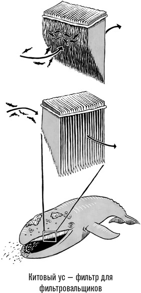 Иллюстрация к книге — Наблюдая за китами [i_015.jpg]