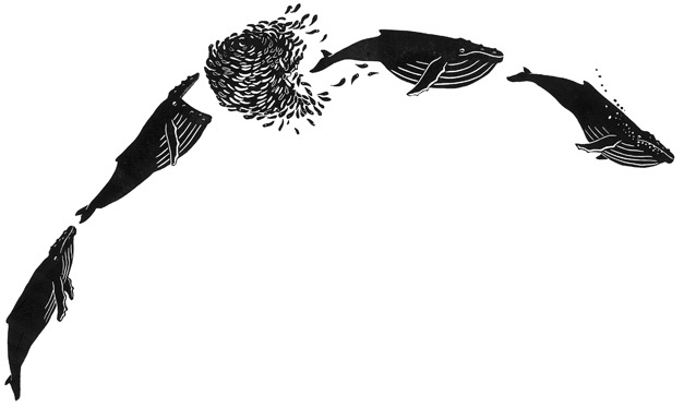 Иллюстрация к книге — Наблюдая за китами [i_018.jpg]