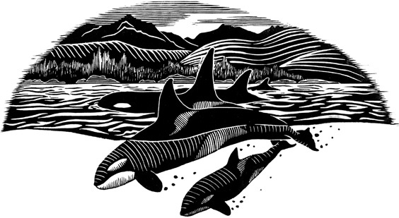 Иллюстрация к книге — Наблюдая за китами [i_024.jpg]