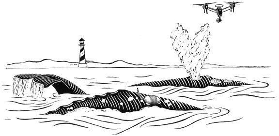 Иллюстрация к книге — Наблюдая за китами [i_025.jpg]