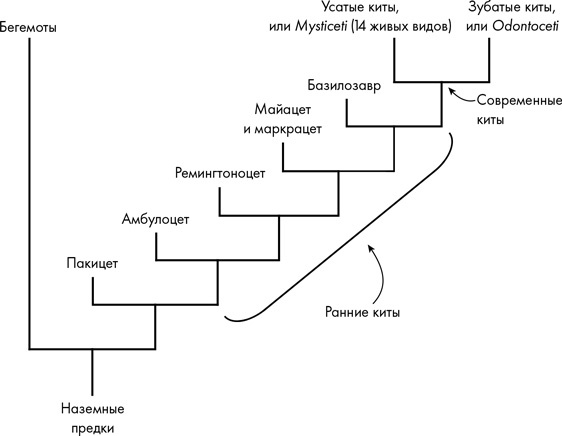 Иллюстрация к книге — Наблюдая за китами [i_026.jpg]