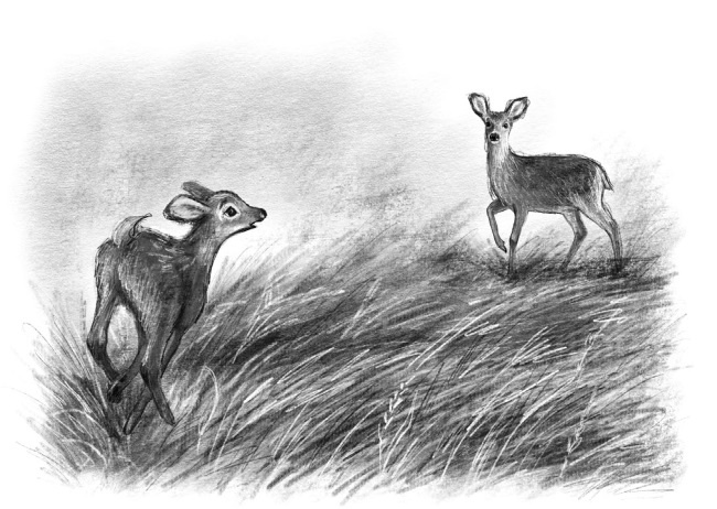 Иллюстрация к книге — Оленёнок Крапинка, или Бархатистый носик [i_022.jpg]