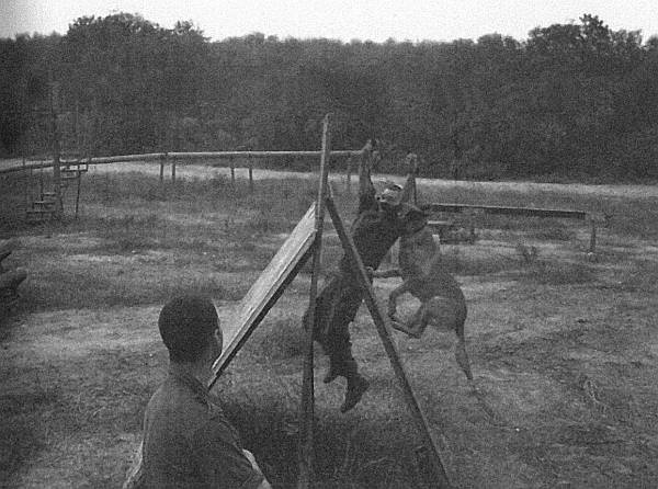 Иллюстрация к книге — Собачья служба. Истории израильского военного кинолога [i_009.jpg]