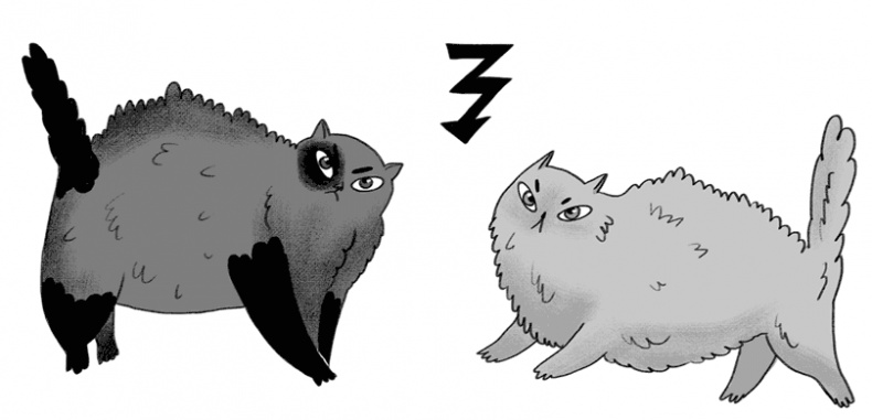 Иллюстрация к книге — КОТоЛОГИКА. О чем молчит кошка [i_010.jpg]