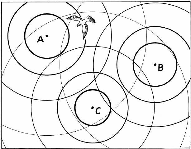 Иллюстрация к книге — Супернавигаторы. О чудесах навигации в животном мире [i_008.jpg]
