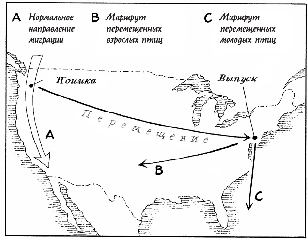Иллюстрация к книге — Супернавигаторы. О чудесах навигации в животном мире [i_010.jpg]