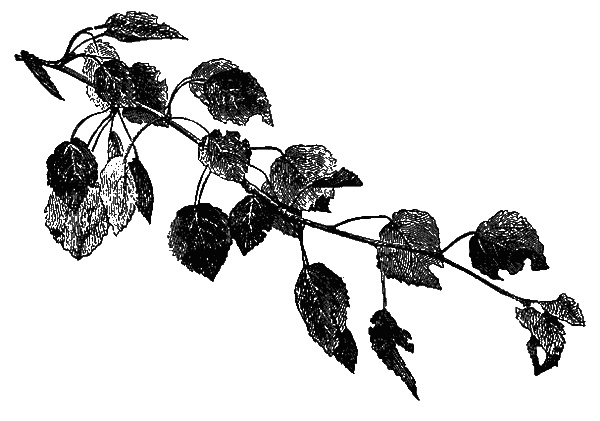 Иллюстрация к книге — Сад зеркал [i_004.jpg]