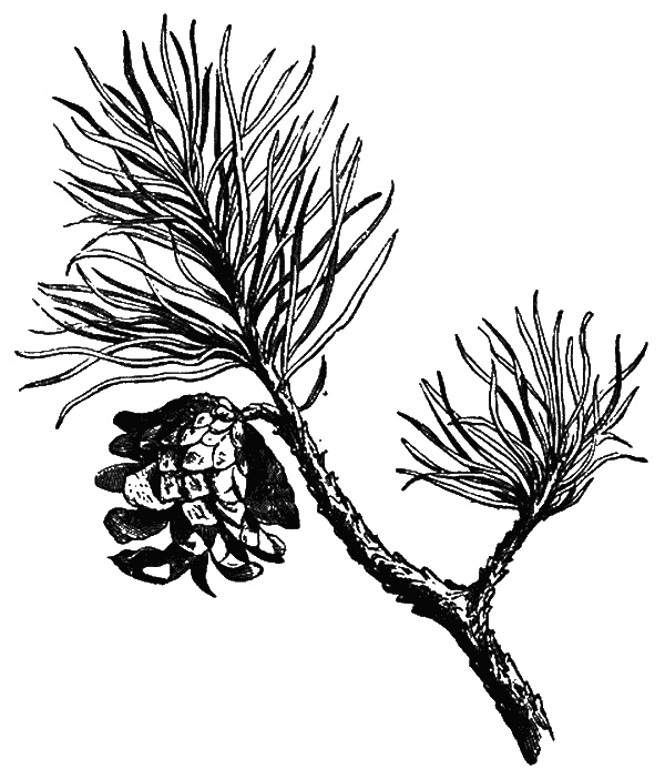 Иллюстрация к книге — Сад зеркал [i_006.jpg]