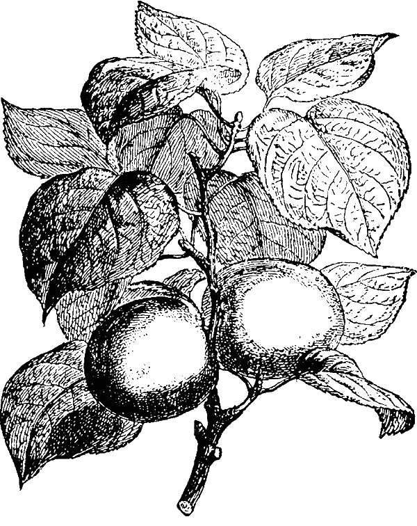 Иллюстрация к книге — Сад зеркал [i_008.jpg]