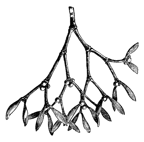 Иллюстрация к книге — Сад зеркал [i_010.jpg]