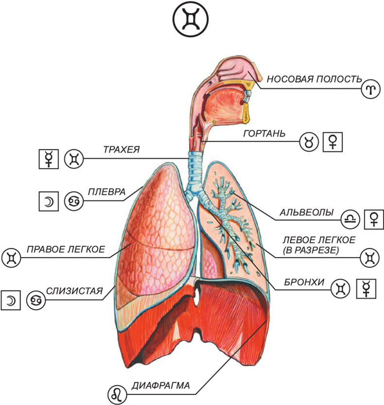 Иллюстрация к книге — Секреты классической медицинской астрологии. Древние способы постановки диагноза, выбора времени и оптимальных способов лечения [img7e286ef2553a432f892ca10187824baf.jpg]