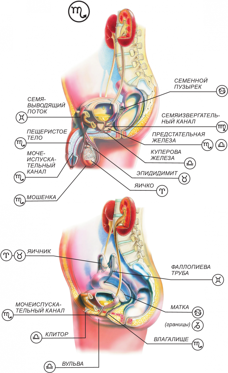 Иллюстрация к книге — Секреты классической медицинской астрологии. Древние способы постановки диагноза, выбора времени и оптимальных способов лечения [img8e85e9274387460ba30cb62187be6058.jpg]