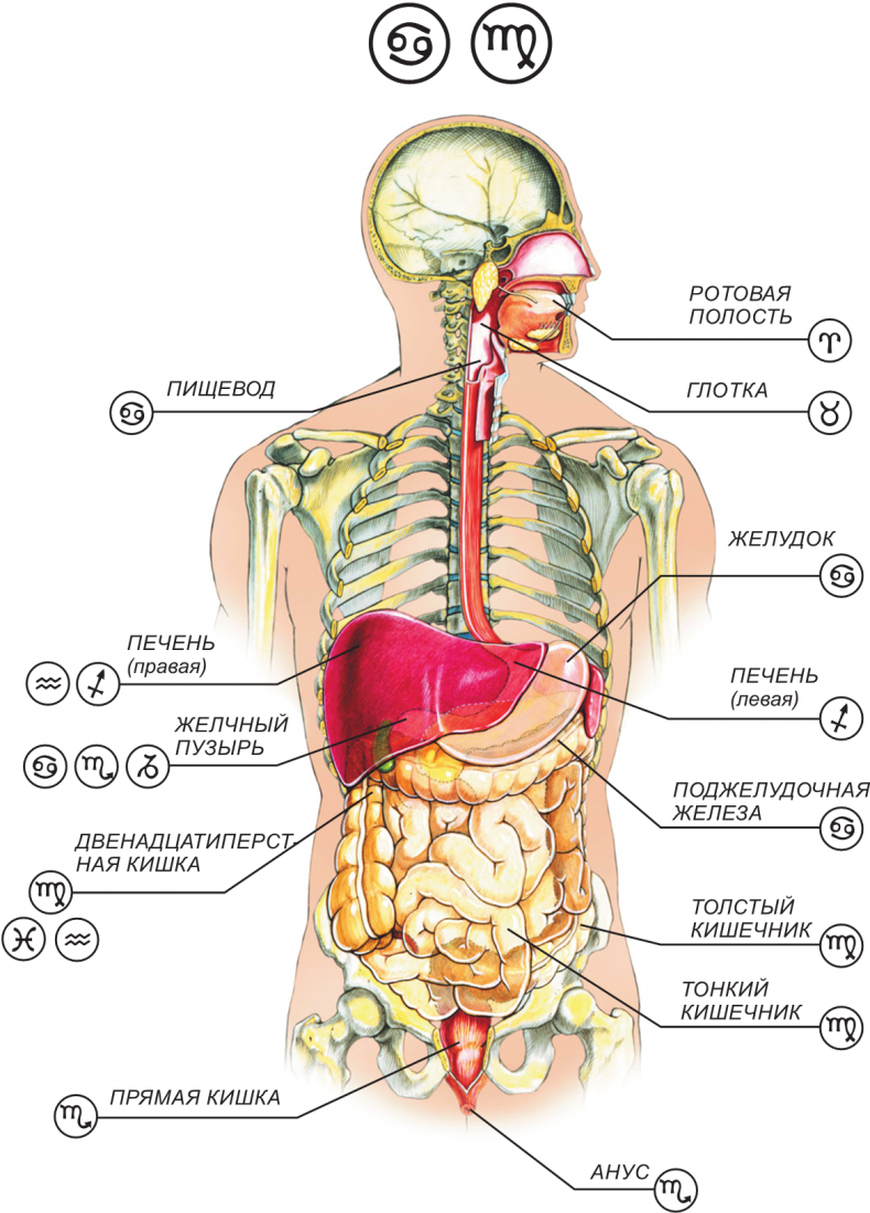 Иллюстрация к книге — Секреты классической медицинской астрологии. Древние способы постановки диагноза, выбора времени и оптимальных способов лечения [imga0136c70fcbf42d8963f3c26a3ac1da1.jpg]
