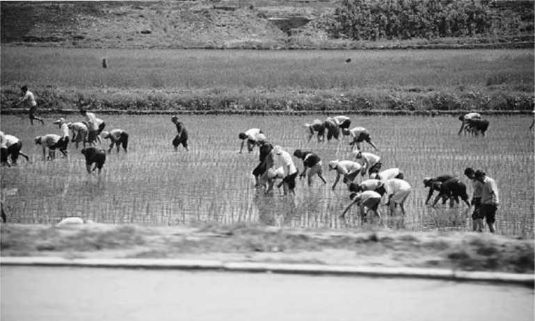 Иллюстрация к книге — Предатель в Северной Корее. Гид по самой зловещей стране планеты [i_034.jpg]