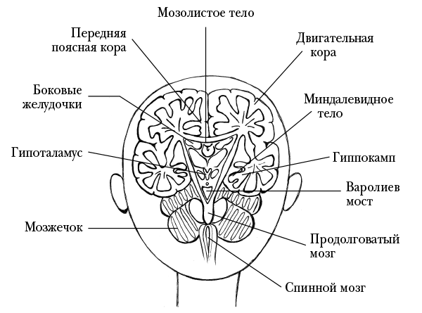 Иллюстрация к книге — Мозг, ты спишь? 14 историй, которые приоткроют дверь в ночную жизнь нашего самого загадочного органа [i_003.jpg]