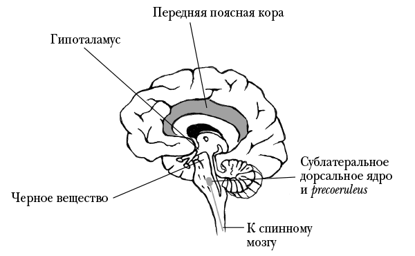 Иллюстрация к книге — Мозг, ты спишь? 14 историй, которые приоткроют дверь в ночную жизнь нашего самого загадочного органа [i_006.jpg]