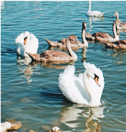 Иллюстрация к книге — Гид по мобильной фотографии. Сними свой шедевр! [i_008.jpg]