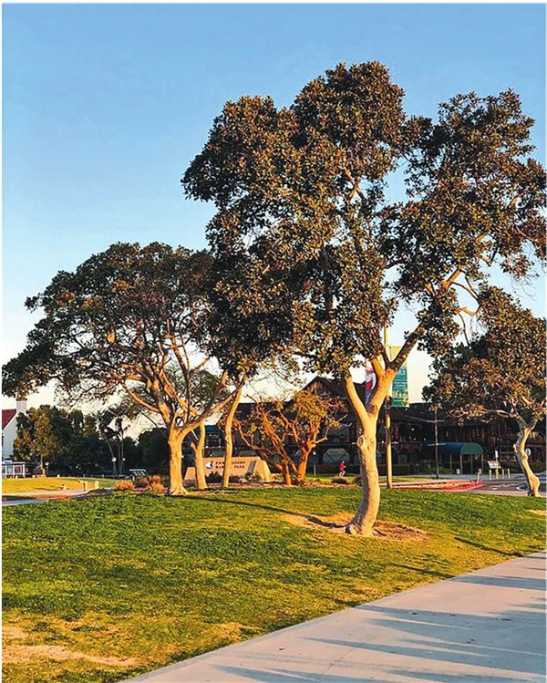 Иллюстрация к книге — Гид по мобильной фотографии. Сними свой шедевр! [i_037.jpg]