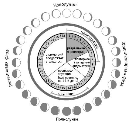 Иллюстрация к книге — Что скрывают противозачаточные. Как вернуть контроль над своими гормонами за 30 дней [i_002.jpg]