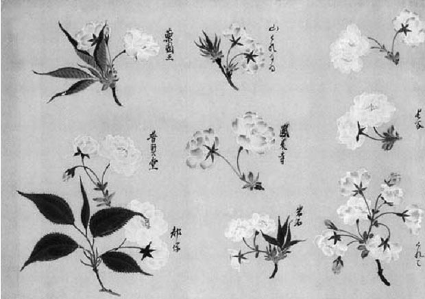 Иллюстрация к книге — Terra Nipponica [i_025.jpg]