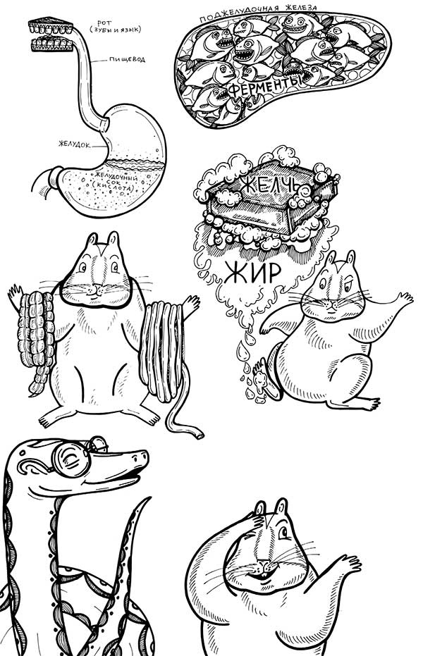 Иллюстрация к книге — В поисках волшебной таблетки. Научно-популярная сказка [i_013.jpg]