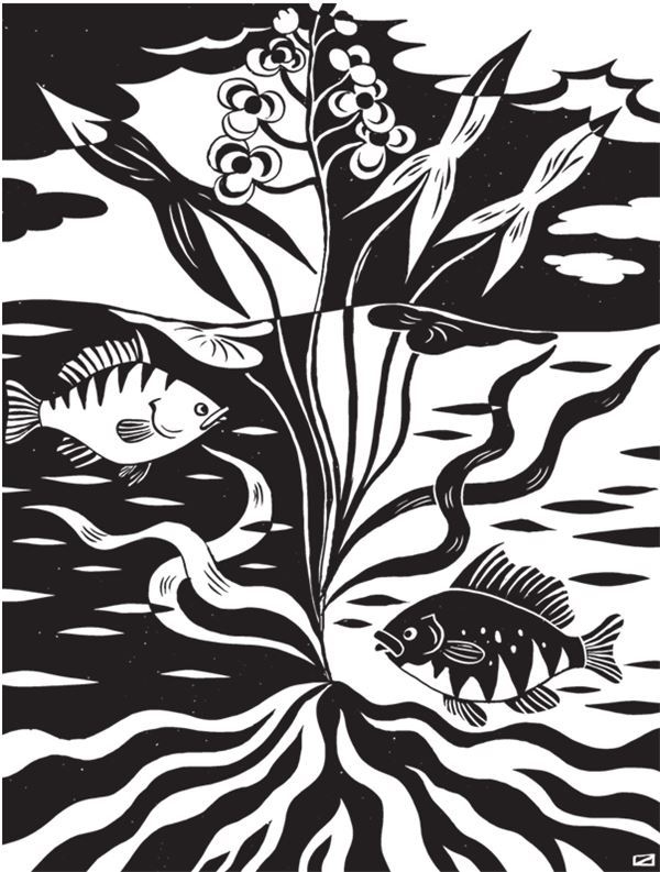 Иллюстрация к книге — Дарвинизм в XXI веке [i_068.jpg]