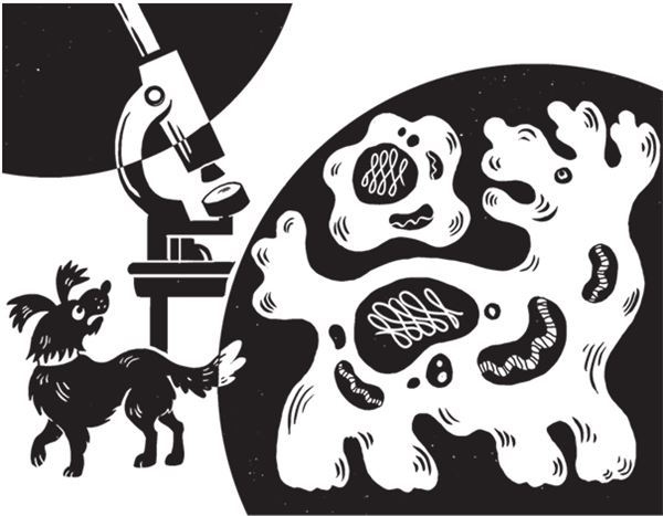 Иллюстрация к книге — Дарвинизм в XXI веке [i_078.jpg]