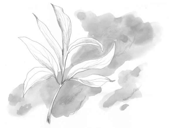 Иллюстрация к книге — Девочки-колдуньи [i_007.jpg]