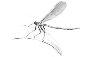 Иллюстрация к книге — Девочки-колдуньи [i_049.jpg]